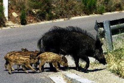 El senglar causa un de cada tres accidents de trànsit provocats per animals