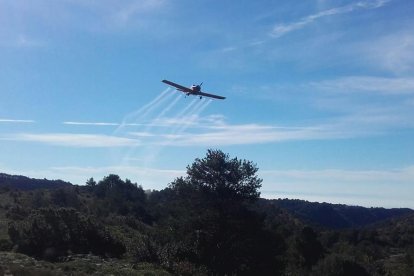 El tractament aeri s’aplica en boscos amb processionària.