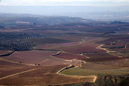 El ‘mar rosa’ dels presseguers en flor d’Aitona vist des de l’aire.