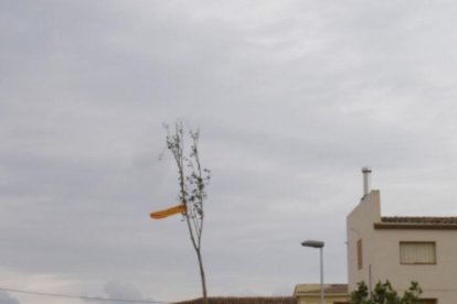 Imatge de la plantada del xop de l’any passat a Vallfogona de Balaguer.