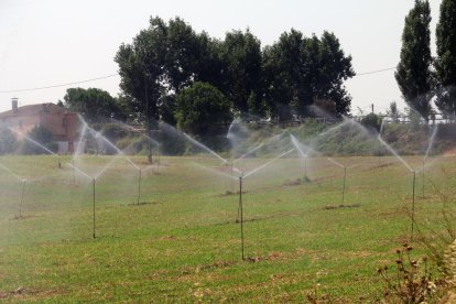 Imatge d’una plantació farratgera amb reg per aspersió a Almenar.