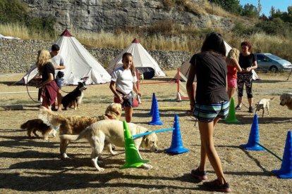 Nens realitzant una de les activitats programades amb els gossos.