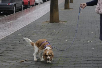 Un perro justo después de defecar, ayer en la avenida del Segre.