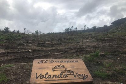 ‘Volando voy’ reforesta Galícia