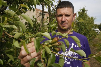 Aquest agricultor d’Albesa mostra fruita destrossada per la tempesta de pedra que va escombrar la Noguera dissabte.