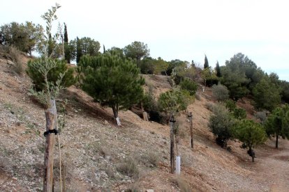 Les alzines que s’han plantat al parc de Sant Eloi.