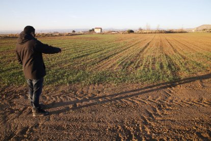 Los problemas en la nascencia y el crecimiento se pueden apreciar en este campo de Almenar.