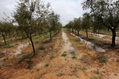 Impossible accedir als camps ara per ara - La pluja ha provocat que els camps de fruiters quedin negats i faci impossible l’entrada de màquines i treballadors i ha retardat la sembra i l’aplicació de tractaments fitosanitaris a les finques.