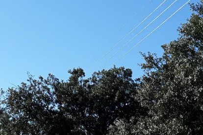 Cables de la llum passen al costat dels arbres de la urbanització.