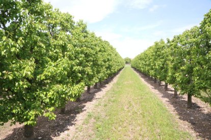 Inspección de Trabajo levantó 23 actos de infracción en la campaña de fruta de 2017