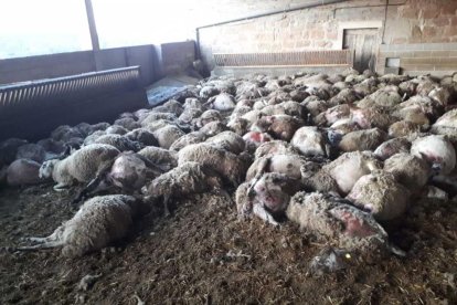 Imagen de las ovejas muertas por asfixia en el interior de un corral en Llobera.