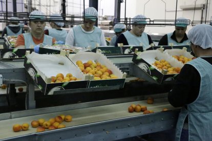 Treballs d’envasament ahir a Seròs Fruits dels albercocs primerencs.