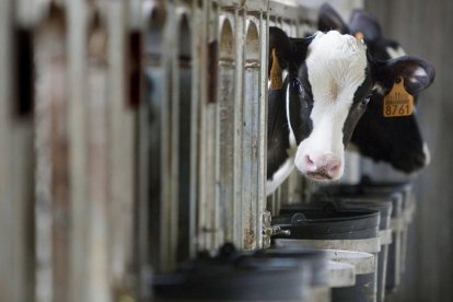 Les explotacions bovines de la província de Lleida han viscut un bon any.