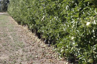 Ayer se podía ver en l’Horta esta imagen de manzanas caídas en el suelo tras la tormenta del viernes.