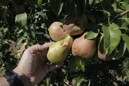 Ayer se podía ver en l’Horta esta imagen de manzanas caídas en el suelo tras la tormenta del viernes.