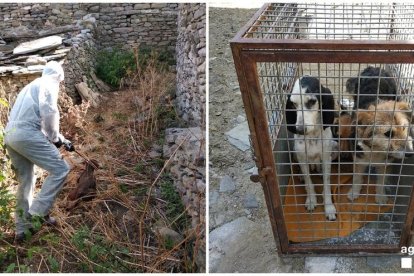 L’ajuntament busca famílies d’acollida per als gossos.