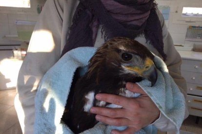 L’exemplar va ser traslladat al centre de fauna de Vallcalent.