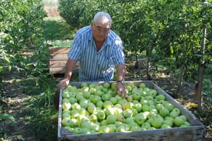 Agricultor recolectando manzanas en Bellvís. 