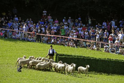 Un momento de las pruebas de ayer en el concurso de Gossos d’Atura en los prados de la Coma de Llavorsí.