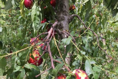 Nectarines destrossades per efecte de la tempesta de granís del passat dia 20 a Alcarràs.