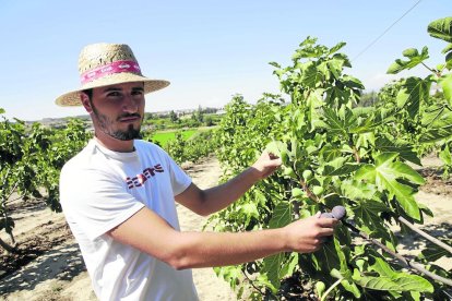 La recol·lecció de les primeres figues en aquesta finca de la família Piqué a Rosselló.