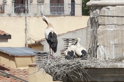 Hay una decena de nidos en contrafuertes, fachada y cúpulas. 