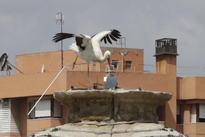 Una cigüeña intentando evitar ayer el sistema para ahuyentarlas. 