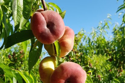 Paraguayos Ufo 4 a punto para su recolección ayer en una finca de Torres de Segre.