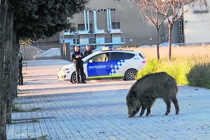 Els Agents Rurals abaten un senglar a la ciutat de Lleida