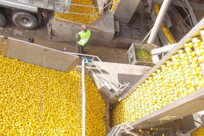 Indulleida trabaja desde fruta dulce a cítricos pasando por verduras y hortalizas.