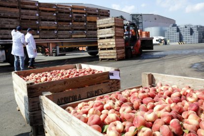 Imatge de retirada de fruita de pinyol a beneficència el setembre del 2017.