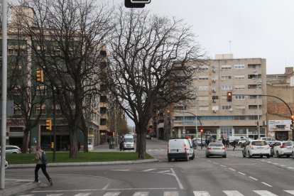 Els dos arbres de la dreta seran trasplantats per poder alinear la calçada de Príncep de Viana i establir dos carrils per sentit.