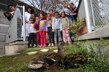 L’ànega i els seus pollets es van convertir en la gran atracció del dia per als alumnes de l’escola.