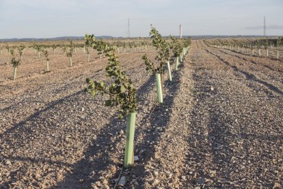 Pistacheros jóvenes en la finca Mas de Colom de Tàrrega que explota el grupo Borges.