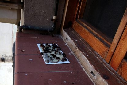 A la izquierda, trampas para las cucarachas en una de las ventanas de los pisos y a la derecha, la plaga de ayer en la acera.