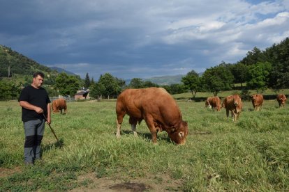 Preocupación de los ganaderos no afectados  -  El sector critica que la indemnización por los animales sacrificados es “ridícula”, entre 400 y 500 euros. Los ganaderos no afectados, como el de la imagen, piden que se controle a los jabalíes ...