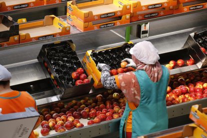 Trabajadoras en plena tarea de manipulación de fruta.