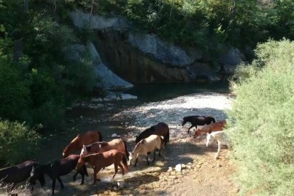 Un ramat de cavalls travessa un riu, a ‘El escarabajo verde’.