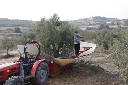 Cosecha de aceituna estos días en una finca de Maials.