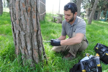 El tratamiento se lleva a cabo en cada árbol de forma individualizada. 