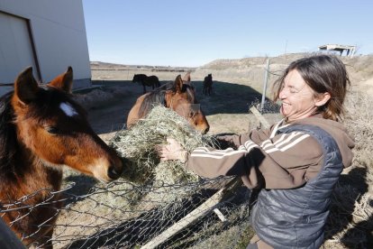 © Solidaritat amb els cavalls de Torres