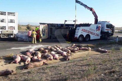 Una treintena de los animales ha muerto.