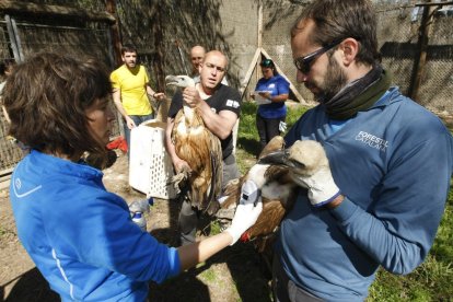 Dos de los diez buitres trasladados ayer desde el centro de fauna de Vallcalent a Israel.