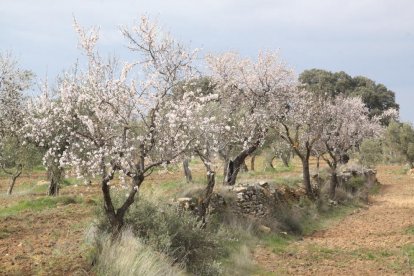 Una explotació agrícola d'ametllers.