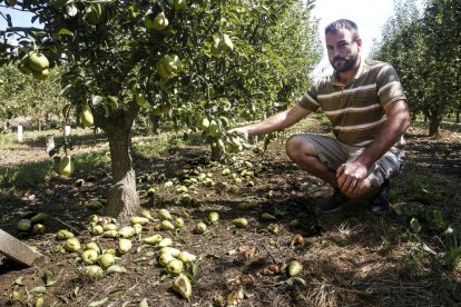 Aquest agricultor de la partida Montcada mostra els efectes de la pedra a la seua finca.