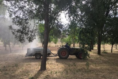 Se harán tres fumigaciones por semana. 