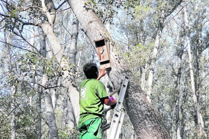 Un operario junto a una de las casetas especiales ubicadas en árboles de la Mitjana y los Camps Elisis.