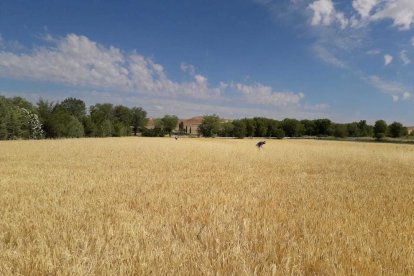 Agroseguro inicia el pagament de les indemnitzacions per sequera a mitjans de mes