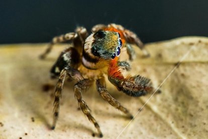 Fotografía cedida por Queensland Museum