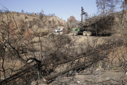 Treballs de neteja en un dels boscos afectats pel gran incendi ahir a Maials.